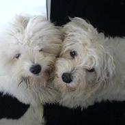 Coton de tulear Basil (Hundehimlen tog imod ham d. 18.03.2014)