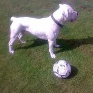 Amerikansk bulldog Splif