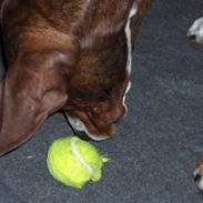 Blanding af racer Caesar