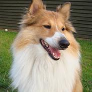 Shetland sheepdog mulle - NYE billeder!
