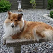 Shetland sheepdog mulle - NYE billeder!