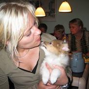 Shetland sheepdog mulle - NYE billeder!