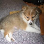 Shetland sheepdog mulle - NYE billeder!