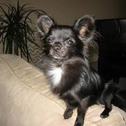 Chihuahua  - ~°º• Nico •º°~ - 