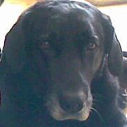 Labrador retriever buster