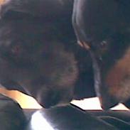 Labrador retriever buster