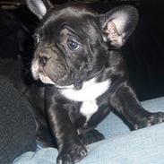 Fransk bulldog Emmie