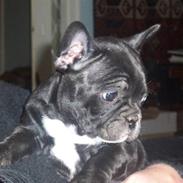 Fransk bulldog Emmie