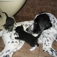 Blanding af racer Chika