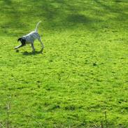 Blanding af racer Chika