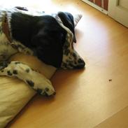 Blanding af racer Chika