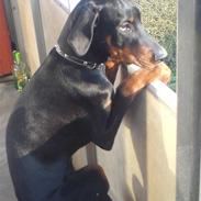 Dobermann Snoop