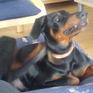 Dobermann Snoop