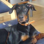 Dobermann Snoop