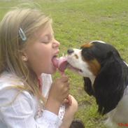 Cavalier king charles spaniel cherie