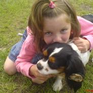 Cavalier king charles spaniel cherie
