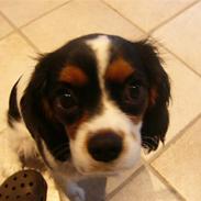 Cavalier king charles spaniel cherie