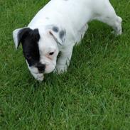 Fransk bulldog Else