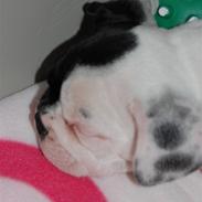 Fransk bulldog Else