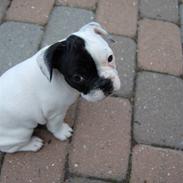 Fransk bulldog Else