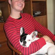 Fransk bulldog Else