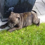 Staffordshire bull terrier Clinton