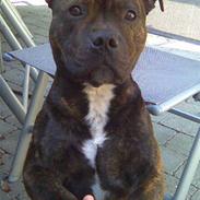 Staffordshire bull terrier Clinton