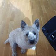Cairn terrier Rødebros oliver