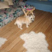 Cairn terrier Rødebros oliver