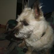 Cairn terrier Rødebros oliver