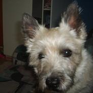 Cairn terrier Rødebros oliver