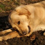 Golden retriever Gaya