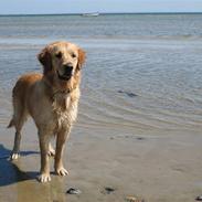 Golden retriever Gaya