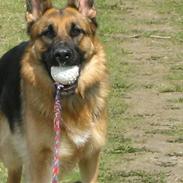 Schæferhund Bessie fået fred i hundehimmelen d. 7/3-2013 ;((
