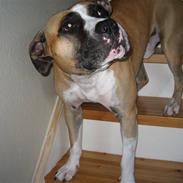 Blanding af racer talis