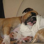 Blanding af racer talis