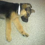 Blanding af racer Coco 