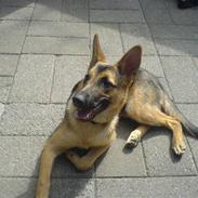 Blanding af racer Coco 