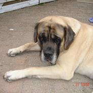 Mastiff Viktor