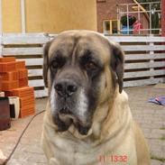 Mastiff Viktor