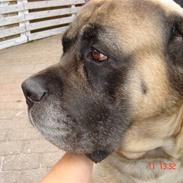 Mastiff Viktor