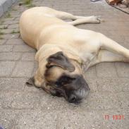Mastiff Viktor