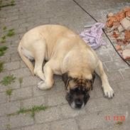 Mastiff Viktor