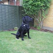 Labrador retriever Silver