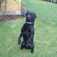 Labrador retriever Silver