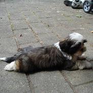 Shih tzu Timon