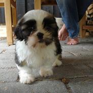 Shih tzu Timon