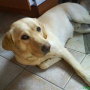 Labrador retriever King