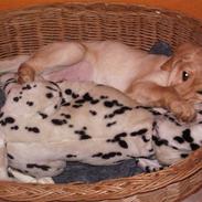 Labrador retriever King