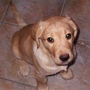 Labrador retriever King